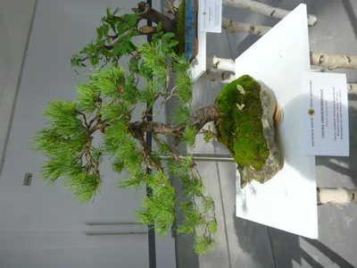 Бонсай Сосна (Bonsai Pinus) 35 см - купить в Минске с доставкой, цена и  фото в интернет-магазине Cvetok.by