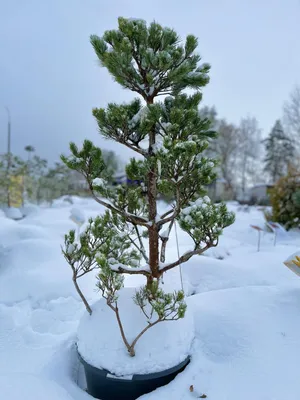 Бонсай Японська сосна Bonsai Pinus thunbergii, висота 25 - 35см, об`єм  горщику 0,75л – фото, отзывы, характеристики в интернет-магазине ROZETKA от  продавца: Sho-Sho Store | Купить в Украине: Киеве, Харькове, Днепре, Одессе,