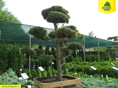 Сосна черная австрийская бонсай Pinus nigra austriaca 1000л (И) — цена в  LETTO