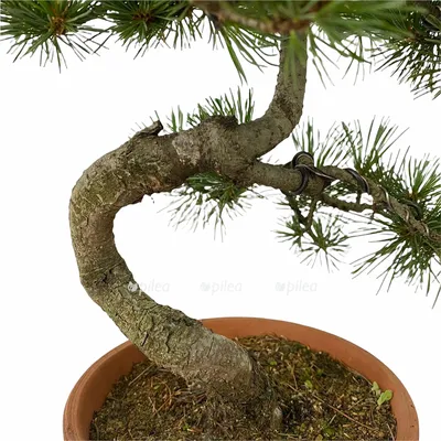 Сосна японская белая - Bonsai Sale