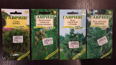 Семена Сосна Бунге, Бамбук Shop 10 семян - купить в Бамбук Shop, цена на  Мегамаркет