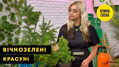 Купить семена Сосна Бунге в Минске и почтой по Беларуси
