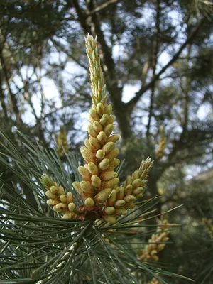 Сосна Bunge/сосна Lacebark/бело-лаянное Bungeana Pinus сосны Стоковое  Изображение - изображение насчитывающей вечнозеленый, орнаментально:  130745235