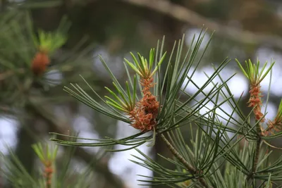 Сосна Bunge/сосна Lacebark/бело-лаянное Bungeana Pinus сосны Стоковое Фото  - изображение насчитывающей пепельнообразные, картина: 130830868