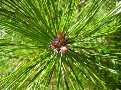 Сосна Бунге (Pinus bungeana) - PictureThis