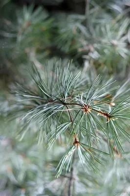 Сосна Бунге (Pinus bungeana) - PictureThis
