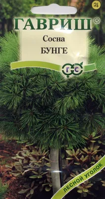 Сосна \"Бунге\" ТМ \"Гавриш\" 3 шт купить почтой в Одессе, Киеве, Украине |  Agro-Market