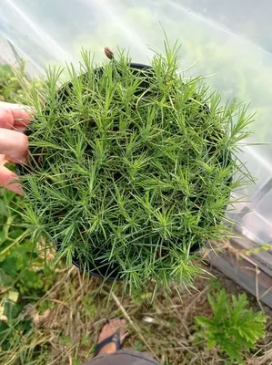 Семена и саженцы Сосна Густая по почте 🌲