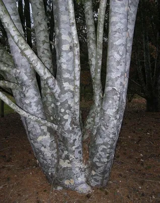 Семена и саженцы Сосна Бунге по почте 🌲