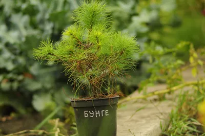 Семена сосны «Бунге» / Pinus bungeana, ТМ «ГАВРИШ» - 3 семечка купить  недорого в интернет-магазине семян OGOROD.ua