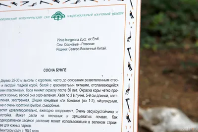 Сосна в интернет магазине семян декоративных растений - Семена ели кедра  сосны и секвои, клена семена декоративных растений