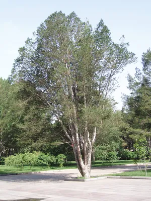 Купить семена Сосна Культера по почте 🌲