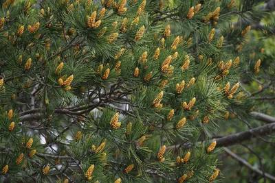 Сосна Бунге (Pinus bungeana): описание и фото, выращивание из семян,  зимостойкость дерева, посадка и уход