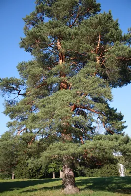 Сосна белая китайская, купить, Pinus armandii, заказать почтой, доставка,  Хвойные деревья Купить растения в Ростове-на-Дону, Интернет-магазин,  питомник растений, хвойные и лиственные, уличные, плодовые и декоративные  деревья и кустарники, растения ...