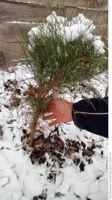 File:Pinus bungeana 2zz.jpg - Wikimedia Commons