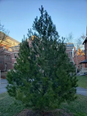 Сосна Бунге (Pinus bungeana) - PictureThis
