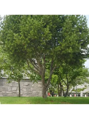 常见名- Pinus bungeana - KnowYourWeeds