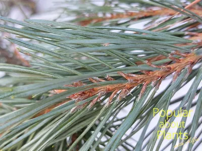 Сосна Бунге, купить, Сосна кружевнокорая, Pinus bungeana, Хвойные деревья  Купить растения в Ростове-на-Дону, Интернет-магазин, питомник растений,  хвойные и лиственные, уличные, плодовые и декоративные деревья и  кустарники, растения, цветы, саженцы ...