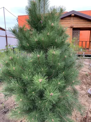 Сосна черная Pinus Nigra купить в Москве по выгодной цене саженцы