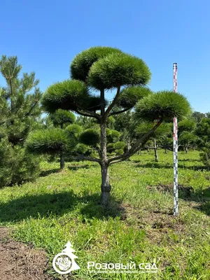 Сосна черная \"Глобоза\" (Pinus nigra Globosa) - Хвойные растения весна 2024  года - купить туи, сосны, ели.