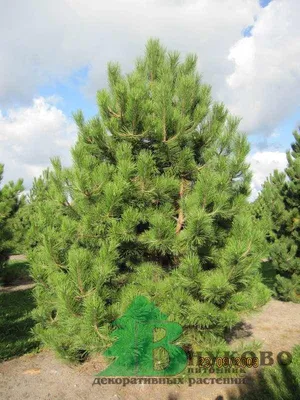 Сосна Гімалайська / Гріффіта 2 річна, Сосна гималайская / Гриффита, Pinus  wallichiana / griffithii (ID#466146358), цена: 105 ₴, купить на Prom.ua