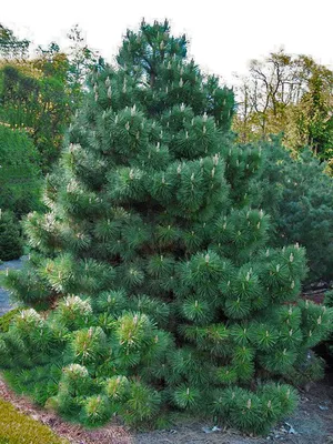 Сосна черная (Pinus nigra) - Хвойные растения весна 2024 года - купить туи,  сосны, ели.