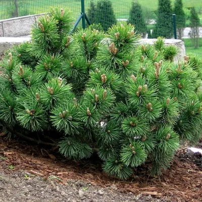Купить Сосна черная Pinus nigra - в питомнике Флорини