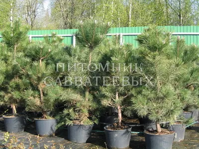 Сосна черная австрийская 80-100 см (Pinus nigra var. austriaca) С5 | XSV.BY