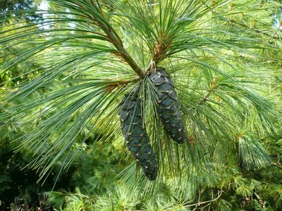 Сосна гималайская/Гриффита. (Pinus wallichiana/Griffithii) С2 купить в  интернет-магазине ЦВІТСАД с доставкой по Украине