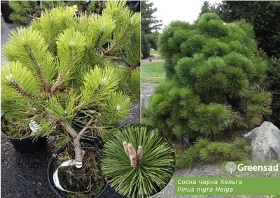 Сосна Крымская (Pinus nigra) - купить декоративные и хвойные растения с  доставкой по Украине в магазине Добродар