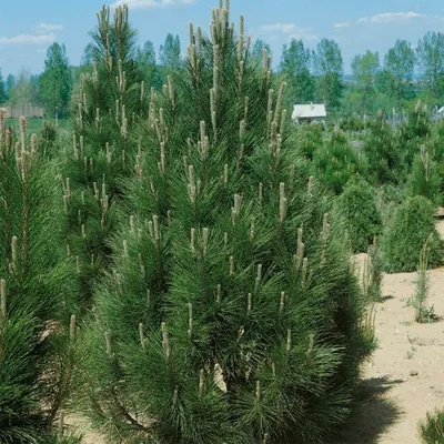 Сосна черная (Pinus nigra Nana C10 35-45) | Питомник растений Сосны