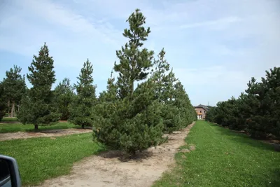 Сосна Румелийская (20-25 см, горшок С3) - купить Cосна в Киеве и Украине,  выгодная цена Сосна Румелийская в интернет-магазине Agrostore ТМ (Агростор)