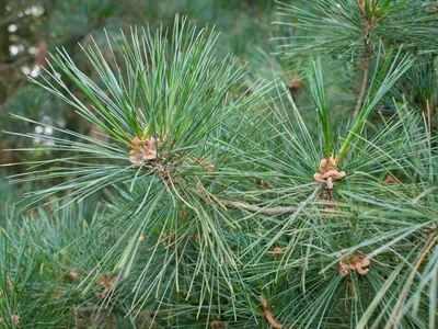 File:Pinus peuce foliage Bulgaria.jpg - Wikimedia Commons