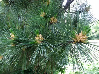 Сосна румелийская (Pinus peuce) купить в Моспитомнике по цене от 8900 руб.  , размер 100-120 см.