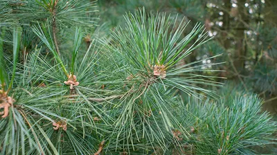 Сосна румелийская / Pinus peuce, С7.5 Н 40-50 – фото, отзывы,  характеристики в интернет-магазине ROZETKA от продавца: ImportPlant |  Купить в Украине: Киеве, Харькове, Днепре, Одессе, Запорожье, Львове