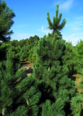 Сосна румелийская, балканская, македонская Rovinsky Garden Pinus peuce,  высота 20-30см, объём горшка 3л (ID#1602564405), цена: 480 ₴, купить на  Prom.ua