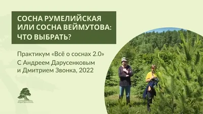 СОСНА РУМЕЛИЙСКАЯ (PINUS PEUCE) — НКО \"NORD-NUC\"