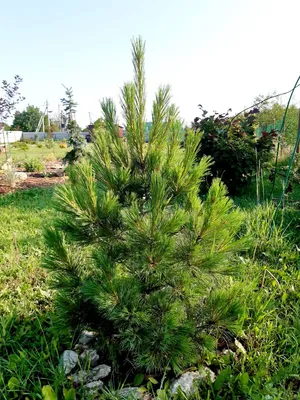 Сосна румелийская \"Pinus\" купить по цене от 21000 рублей в Москве и Мытищах