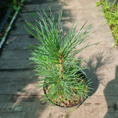 Сосна румелійська (Pinus peuce), 40+, c7.5 | СЦ \"Дворик\"