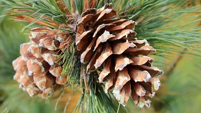 Сосна румелийская (Pinus peuce) / Статьи / Древесные породы мира