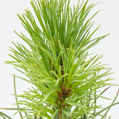 Румелийская сосна I Pinus peuce - YouTube