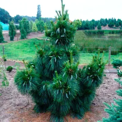 Сосна шверина Витхорст 40-50см,\"Pinus schwerinii Wiethorst\" | САД ПОЛТАВИ