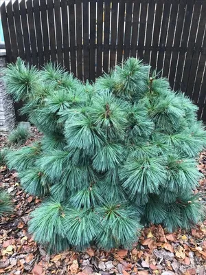 Сосна Шверина Витхорст (Pinus Schwerinii Wiethorst) купить