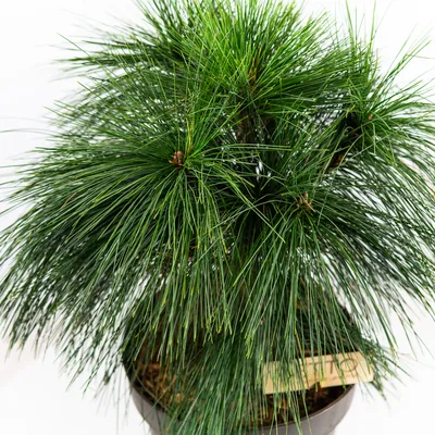 Сосна шверина Витхорст / h 40-50 / Pinus schwerinii Wiethorst  (ID#1687890123), цена: 2200 ₴, купить на Prom.ua