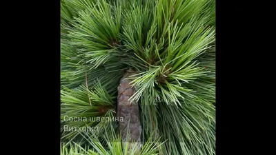 Сосна Шверина Витхорст (висота 0,5м, горщикС5) лат. \"Pinus schwerinii  Wiethorst\" - напівкарликове хвойне деревце, що повільно росте. - GoldForest