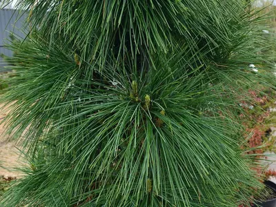 Сосна Шверина Витхорст Pinus schwerinii Wiethorst 5л (Н) — цена в LETTO