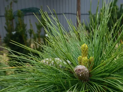 Pinus ×schwerinii 'Wiethorst' | Питомник Тайга