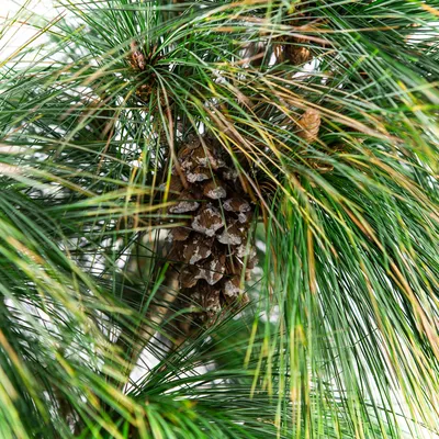 Сосна шверина Витхорст / h 30-40 / Pinus schwerinii Wiethorst  (ID#1825226462), цена: 1200 ₴, купить на Prom.ua