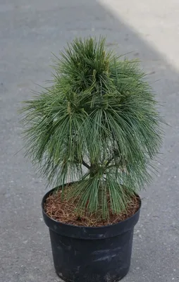 Сосна Шверина Витхорст (Pinus schwerinii Wiethorst) Краткое описание сорта.  - YouTube | Сосна, Растения, Бюджет