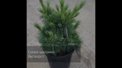 Сосна шверина Витхорст / h 40-50 / Pinus schwerinii Wiethorst  (ID#1687890123), цена: 2200 ₴, купить на Prom.ua